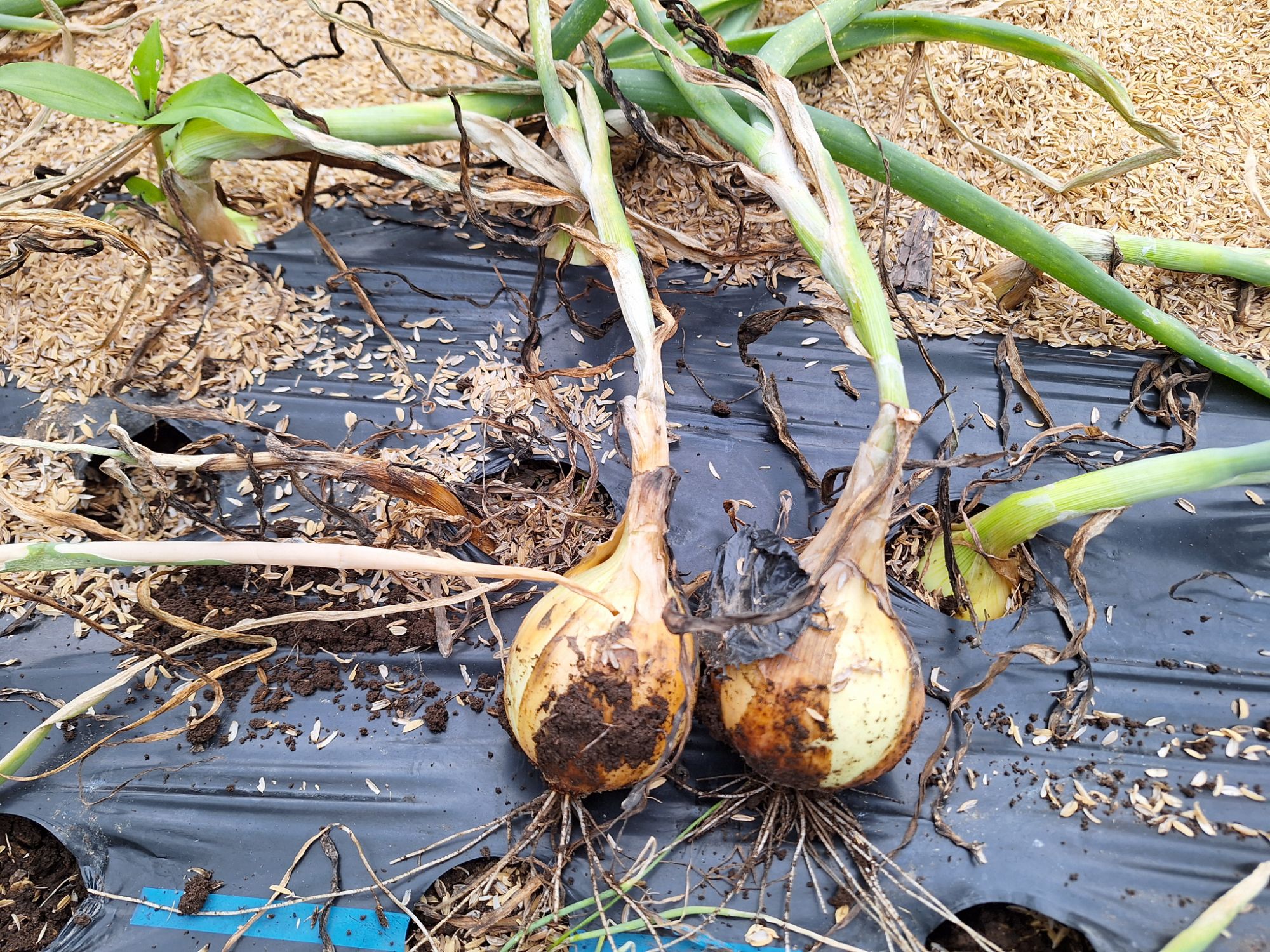 玉ねぎ畑から収穫した玉ねぎ。これをきれいにしていきます。